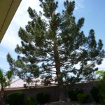 Pine Tree After Trimming