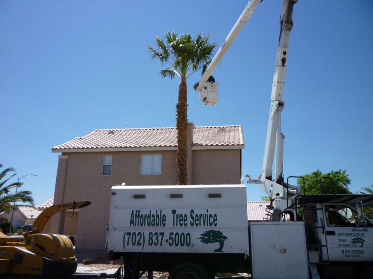 palm-tree-trimming-affordable-tree-service-las-vegas-nv