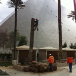 Affordable Tree Service @ The Luxor Affordable Tree Service @ The Luxor