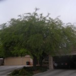 Mesquite Tree Before Trimming
