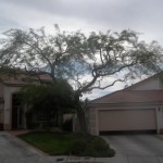 Mesquite Tree After Trimming