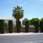 Affordable Tree Service Residential Ialian Cypress Trees Affordable Tree Service Residential Ialian Cypress Trees
