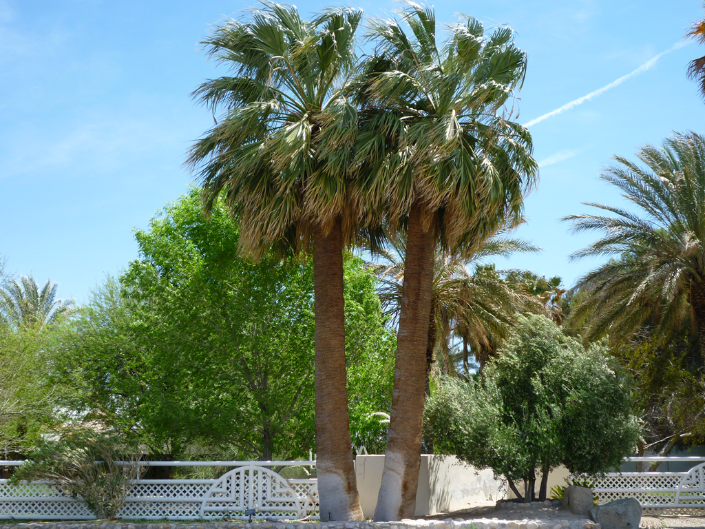 California Fan Palms are very similar to Mexican Fan Palms except they 