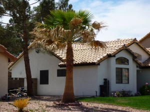 Affordable Tree Sevice Skinning Mexican Palm Tree