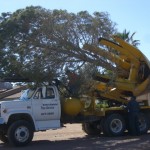 Tree Removal with Spade Truck