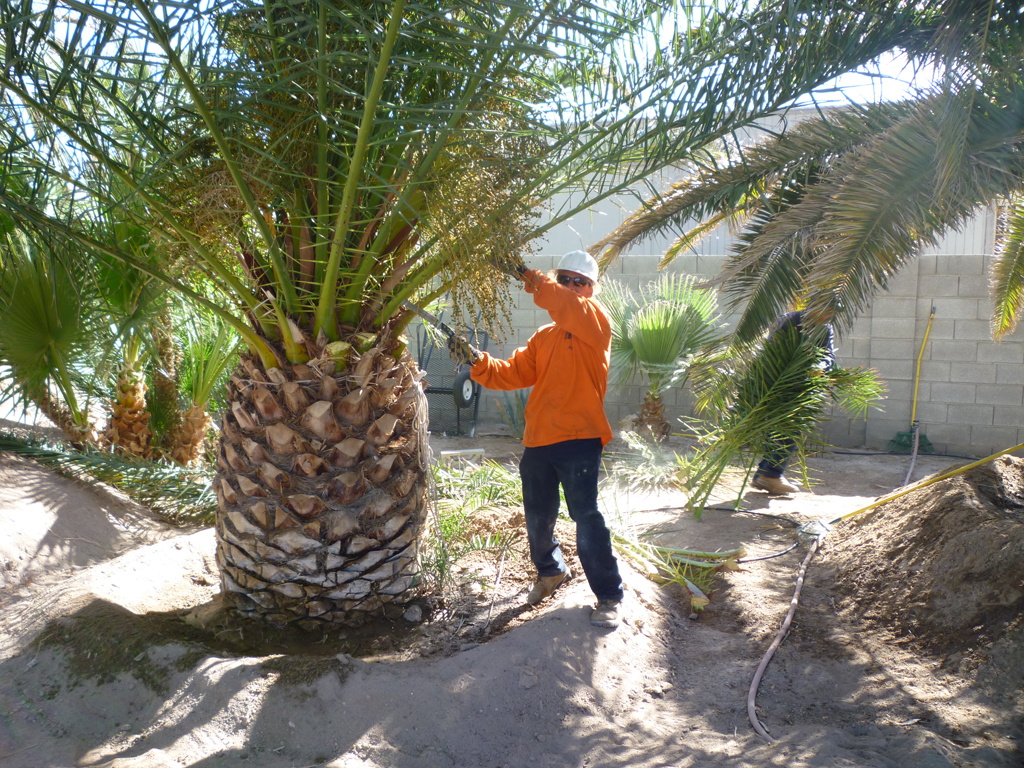 Affordable Tree Service - Canary Palm Tree Trimming