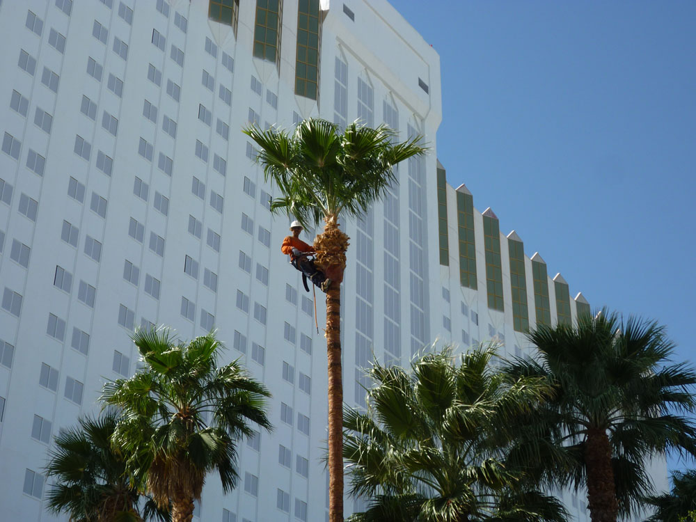 Commercial Palm Tree Trimming