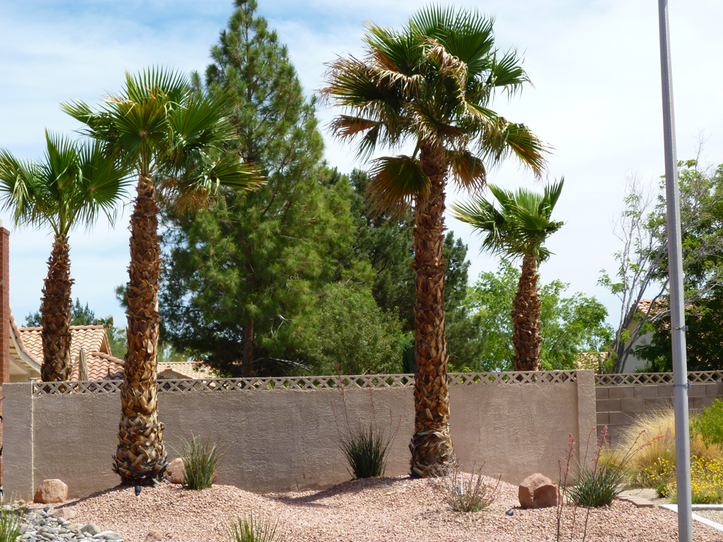 Types of Palm Trees Affordable Tree Service Las Vegas NV