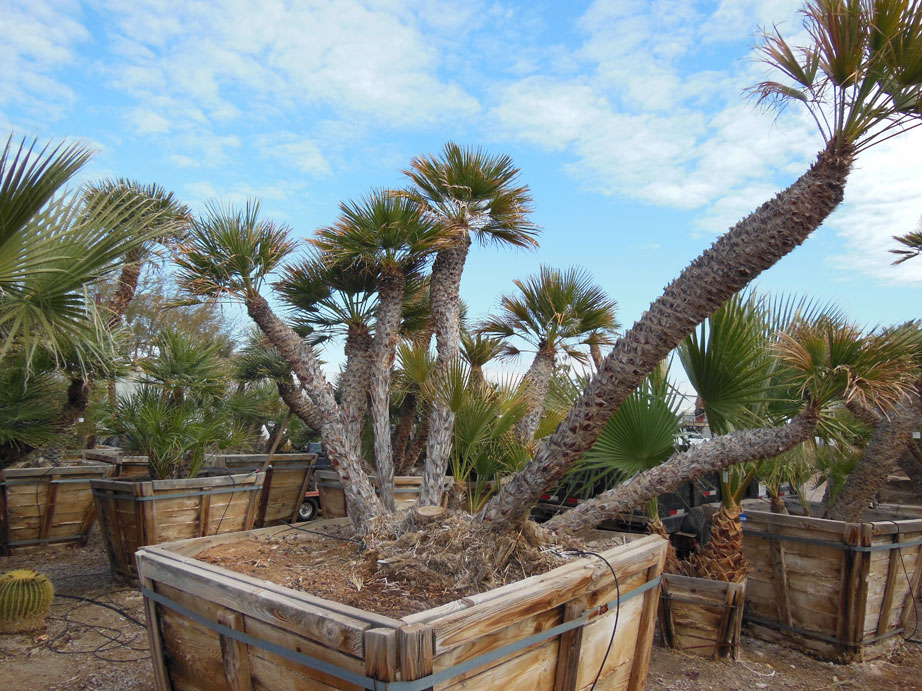 055: 8ft Mediterranean Palm « Affordable Tree Service, Las ...