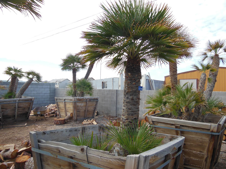 078: 6ft Mediterranean Palm « Affordable Tree Service, Las ...