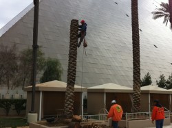 Affordable Tree Service @ The Luxor - Commercial Tree Serivce