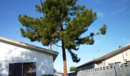 Large Pine Tree - Before Pine Tree Removal - Endangering Power Lines