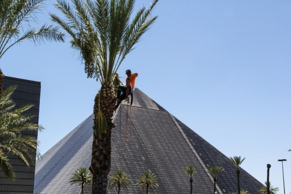 Affordable Tree Service @Luxor