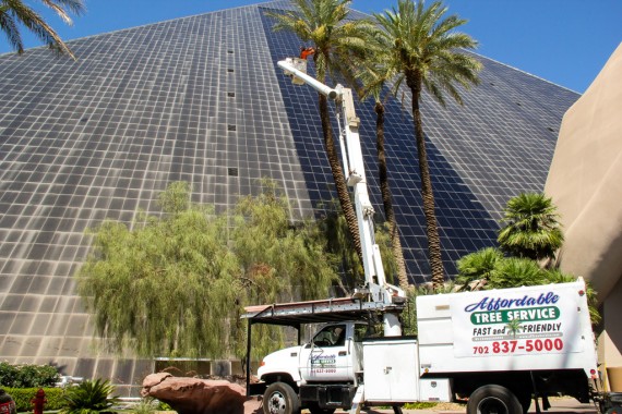 Affordable Tree Service @Luxor