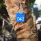 042: 3ft Mediterranean Palm
