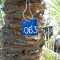 063: 3ft Mediterranean Palm