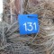 131: 7ft  Blue Palm