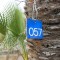 057: 8ft Mediterranean Palm