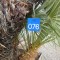 076: 6ft Mediterranean  Palm