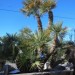 065: 6ft Mediterranean Palm
