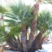 064: 5ft Mediterranean Palm