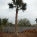 089: 15ft Mexican Palm