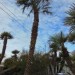 068: 9ft Mediterranean Palm