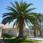 Palm Tree Trimming Canary island Date Palm Tree