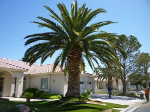 Palm Tree Trimming Canary island Date Palm Tree