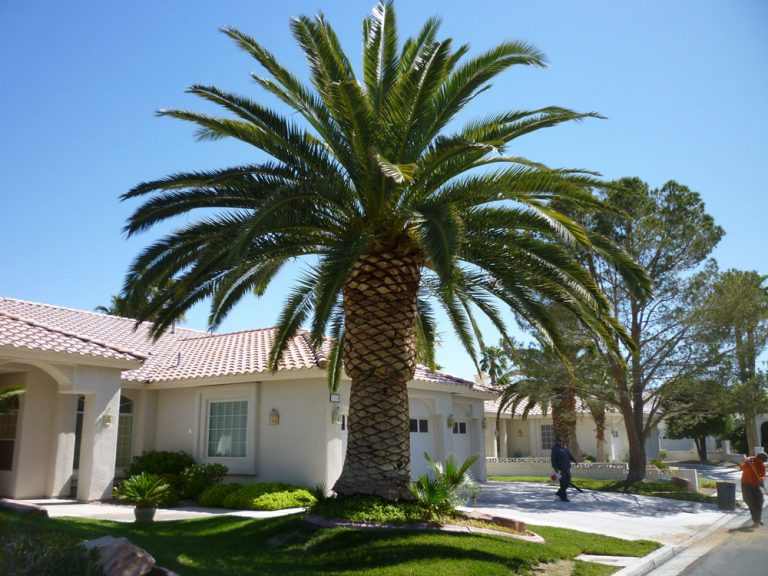 Palm Tree Trimming Canary island Date Palm Tree Affordable Tree Service