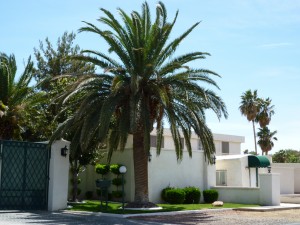 Phoenix Canariensis (Canary Date Palm)