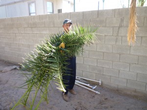 Affordable Tree Service Crew Member Cleanup