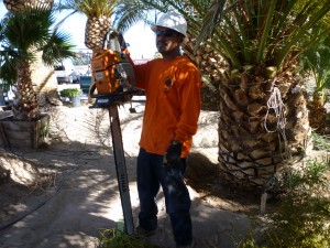 Affordable Tree Service Crew Member Tree Trimming