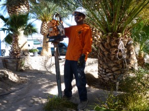 Affordable Tree Service Crew Member Tree Trimming