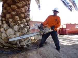 Affordable Tree Service Crew Member Tree Trimming