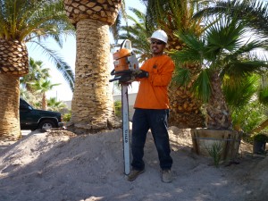 Affordable Tree Service Crew Member Tree Trimming