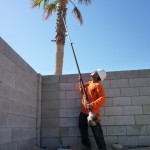Affordable Tree Service Crew Member Palm Tree Trimming