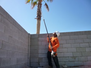 Affordable Tree Service Crew Member Palm Tree Trimming