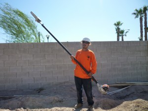 Affordable Tree Service Crew Member Palm Tree Trimming