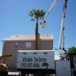 Boom Truck Palm Tree Trimming