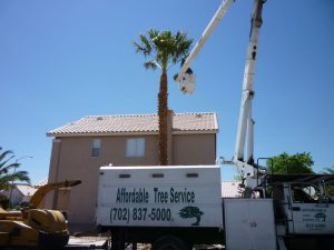 Boom Truck Palm Tree Trimming