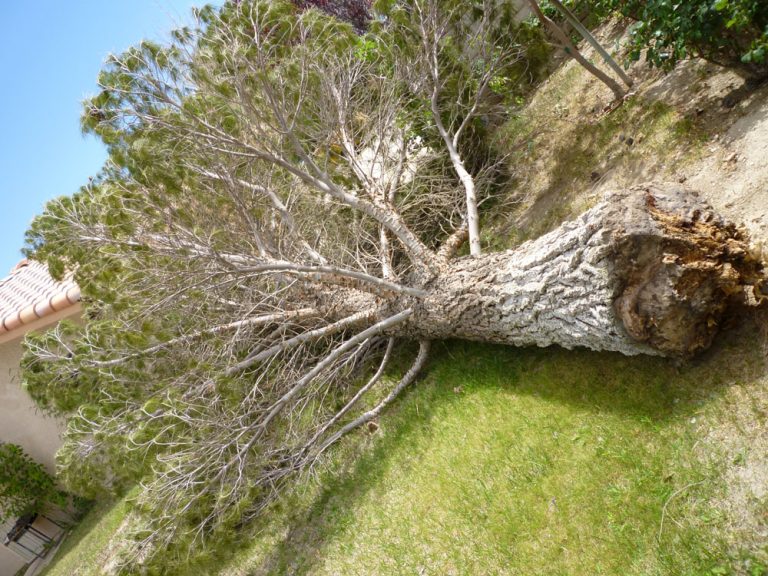 Tree Removal « Affordable Tree Service, Las Vegas, NV