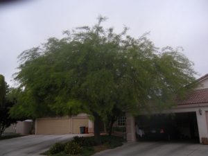 Before Mesquite Tree Trimming