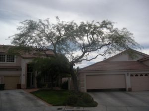 After Mesquite Tree Trimming