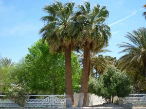 Washingtonia Falifera (California Palm Tree)