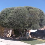 After Olive Tree Shaping