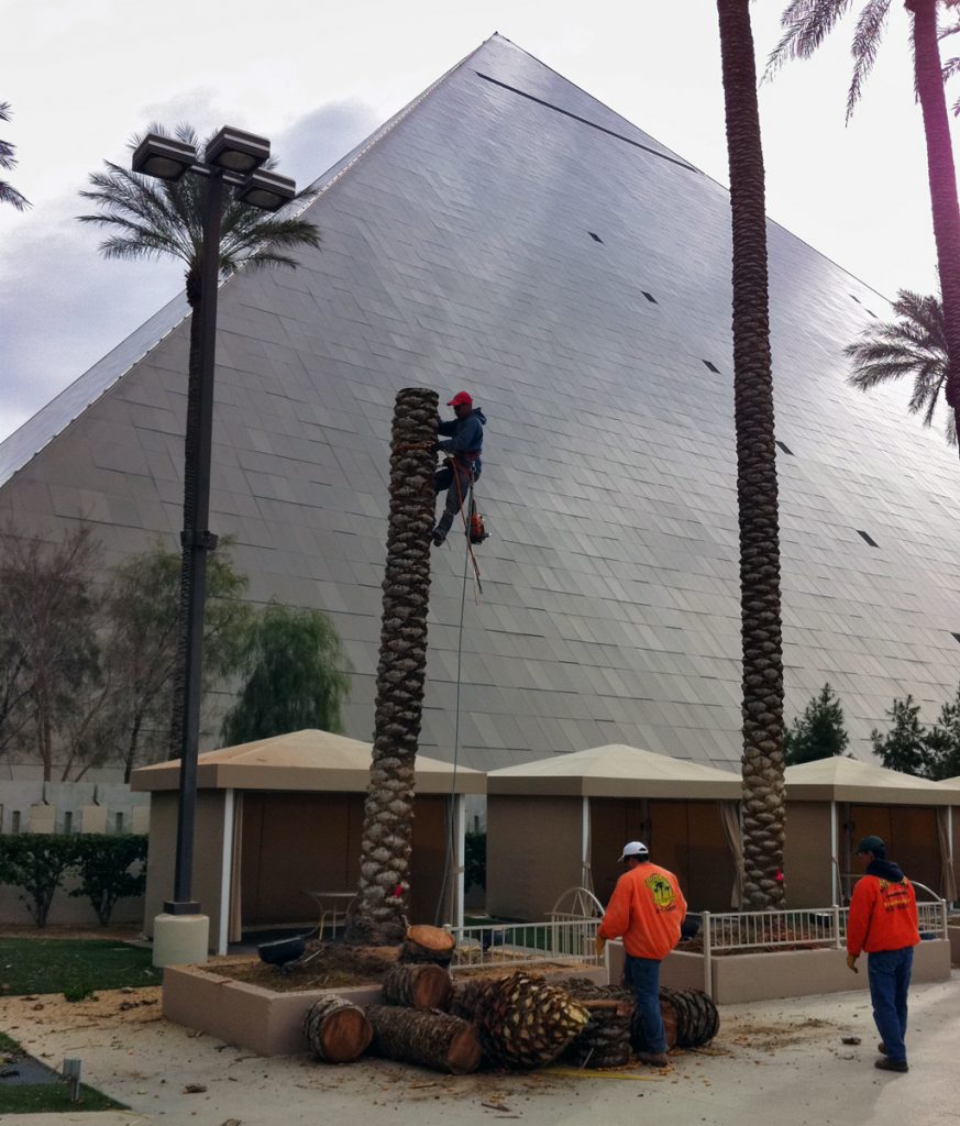 Tree Removal « Affordable Tree Service, Las Vegas, NV