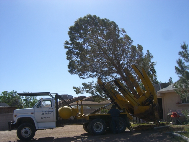 affordable tree care service