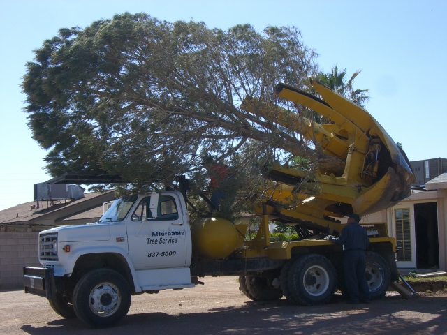 Tree Services Miami Dade and Broward - Affordable Tree Service Inc.