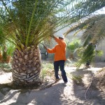 Affordable Tree Service Trimming Canary Palm